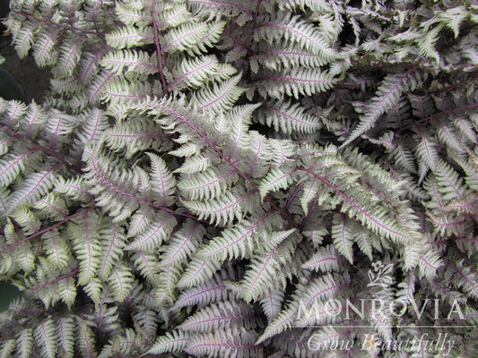 Athyrium | Regal Red Japanese Painted Fern - 1 Gallon