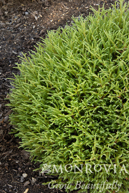 Thuja | Mr. Bowling Ball Arborvitae