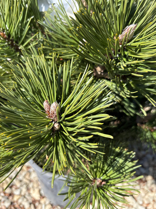 Pinus | Irish Bell Bosnian Pine