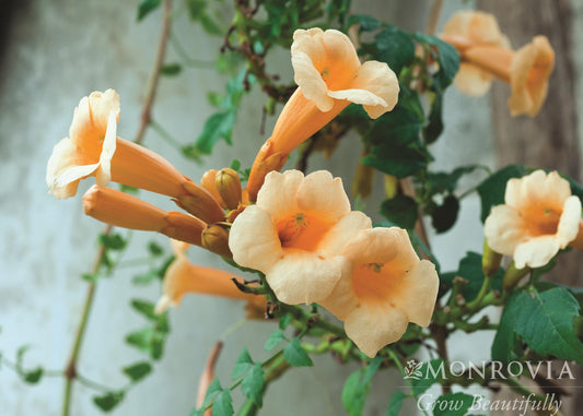 Campsis | Yellow Trumpet Vine - 1 Gallon