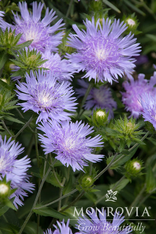 Stokesia | Peachie's Pick Stokes' Aster - 1 Gallon