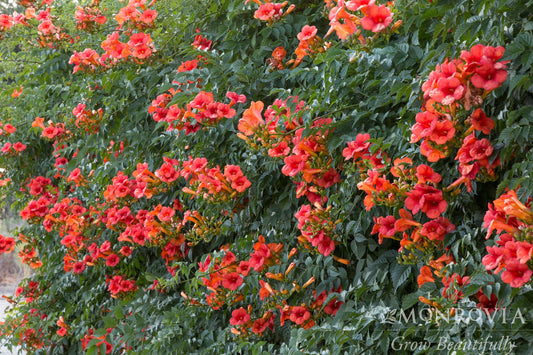 Campsis | Madame Galen Trumpet Vine - 2 Gallon