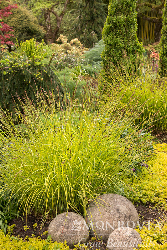 Carex | Bowles Golden Sedge