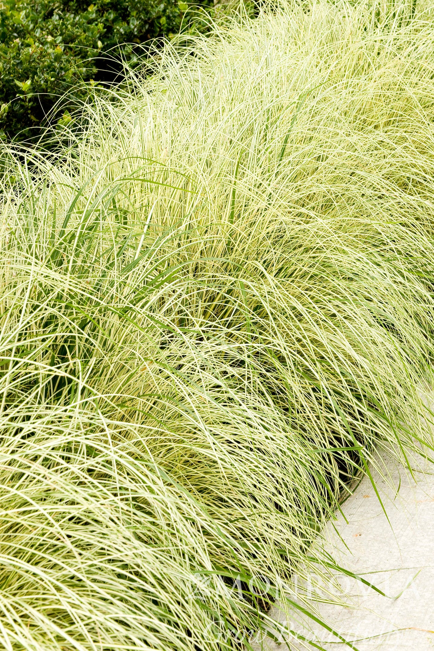 Carex | Variegatated Japanese Sedge - 1 Gallon