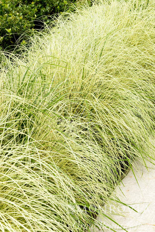 Carex | Variegatated Japanese Sedge - 1 Gallon