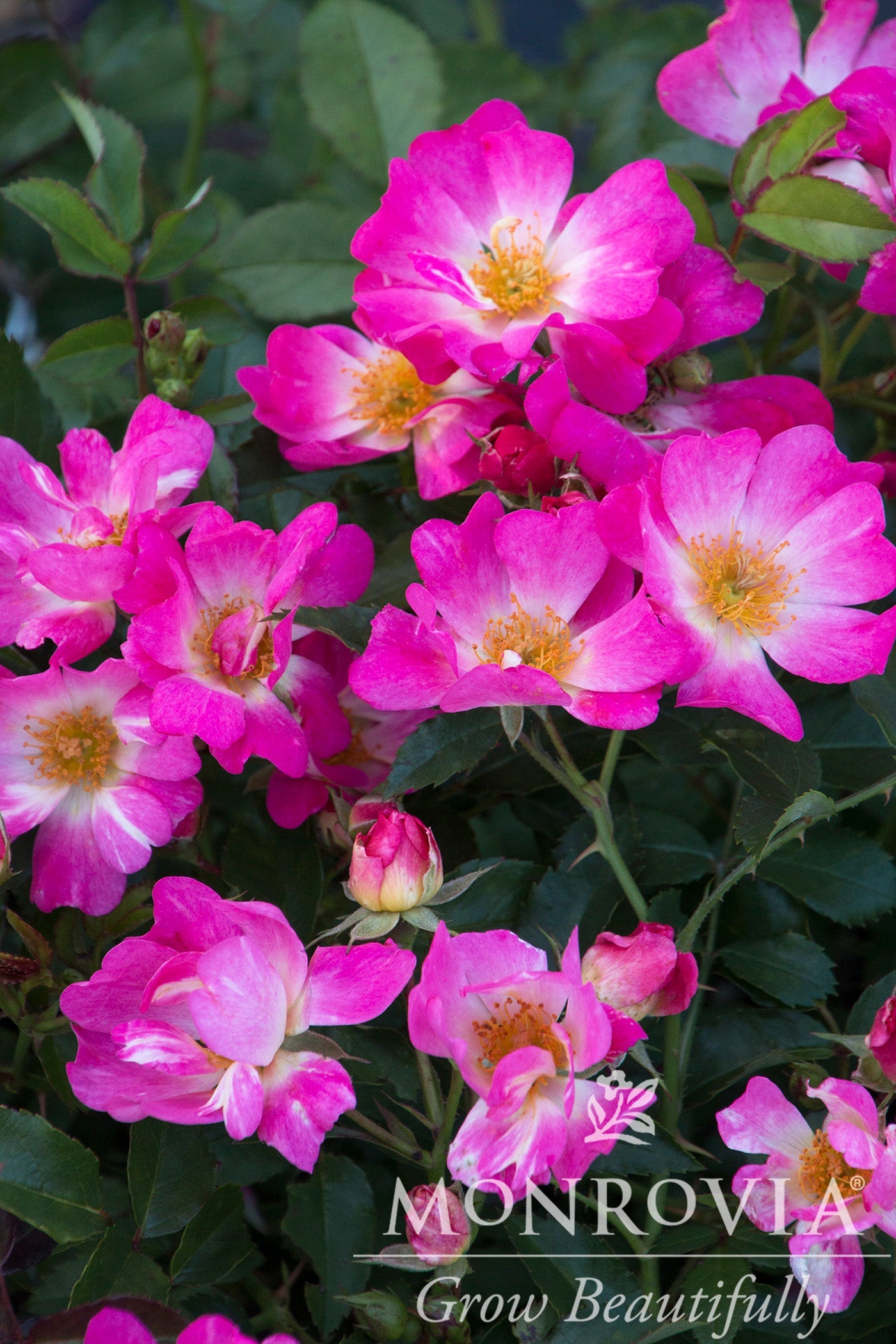 Rosa | Drift Rose | Pink - 3 Gallon