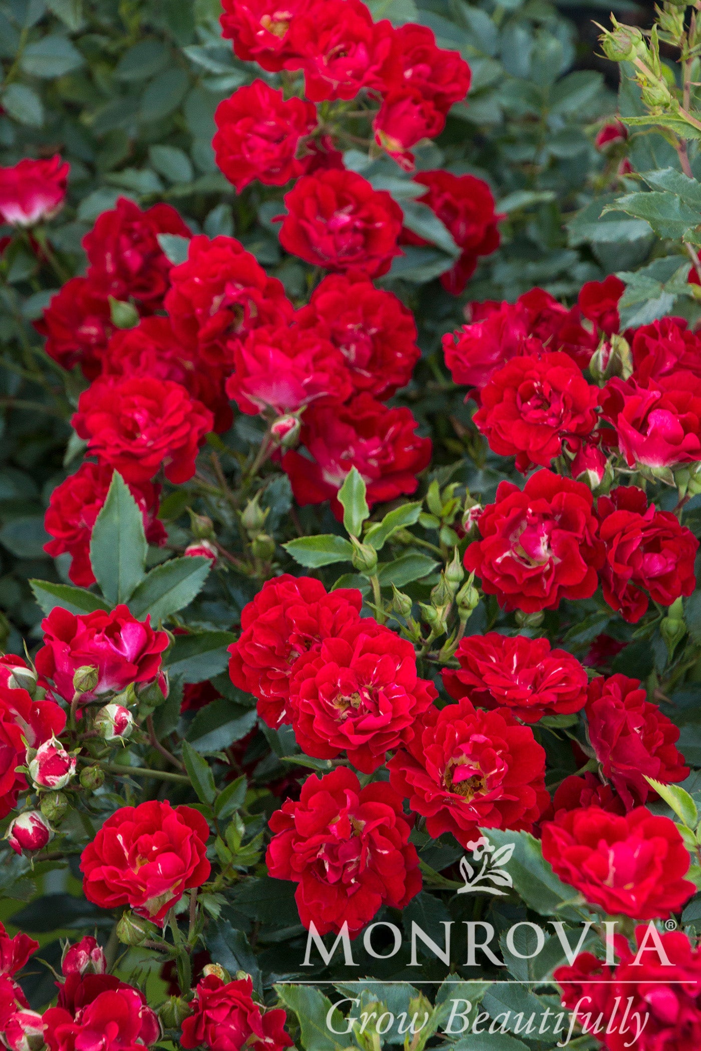 Rosa | Drift Rose | Red - 2 Gallon