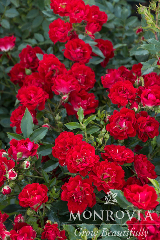 Rosa | Drift Rose | Red - 3 Gallon