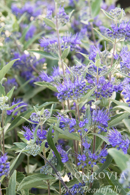 Caryopteris | Dark Knight Bluebeard