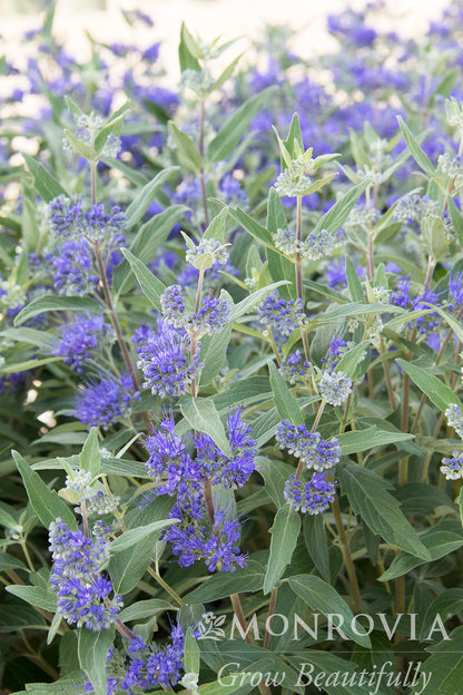 Caryopteris | Dark Knight Bluebeard