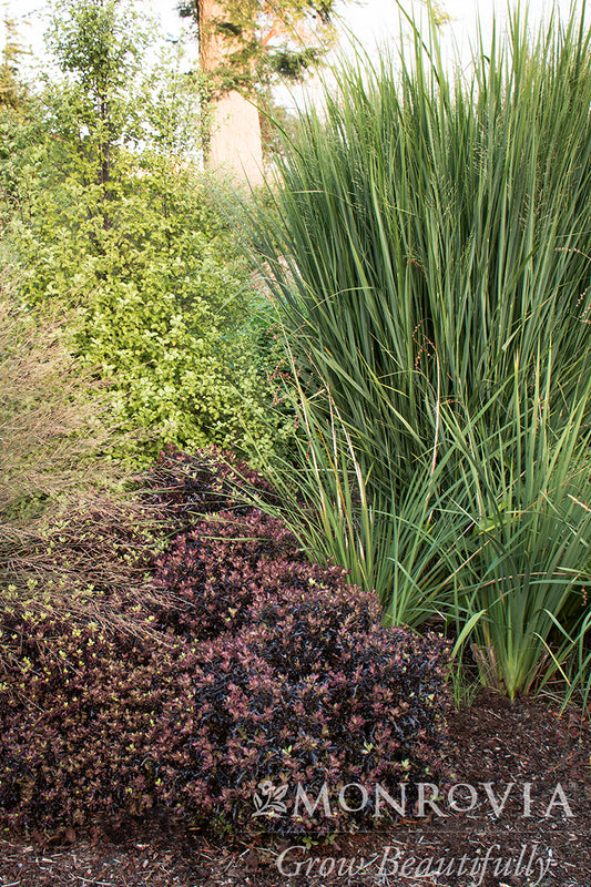 Panicum | Northwind Switchgrass