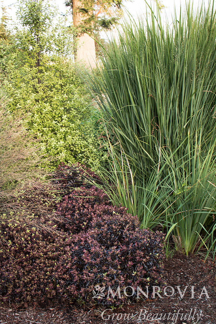 Panicum | Northwind Switchgrass - 3 Gallon