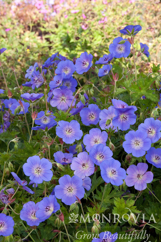 Geranium | Rozanne Cranesbill - 1 Gallon