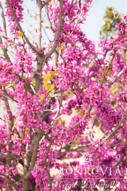 Cercis | Avondale Chinese Redbud - 5 Gallon