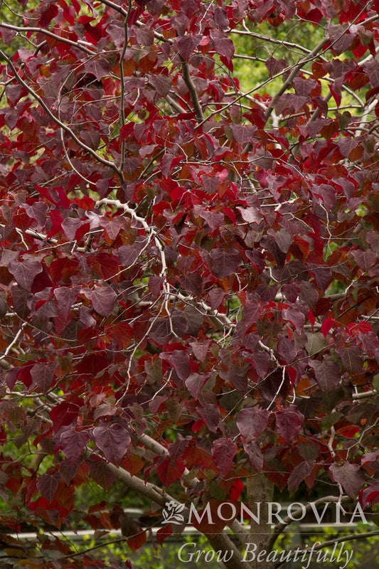 Cercis | Forest Pansy Redbud | Multi-Stem - 15 Gallon