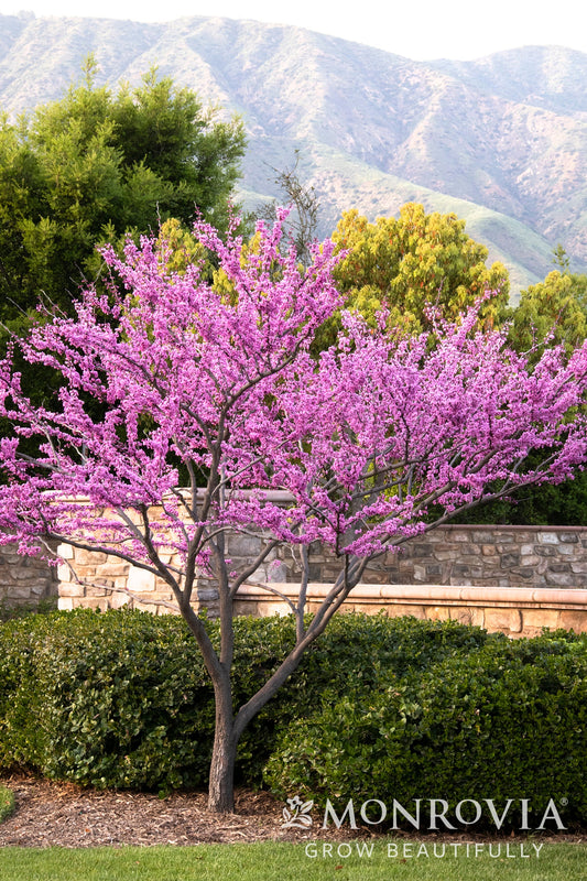 Cercis | Forest Pansy Redbud | Single-Stem - 15 Gallon