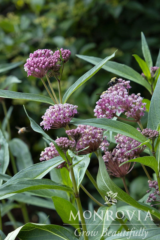 Asclepias | Cinderella Swamp Milkweed - 1 Gallon
