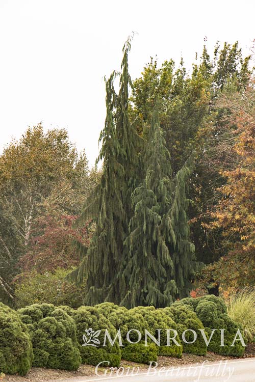 Callitropsis | Weeping Alaskan Cypress - 10 Gallon