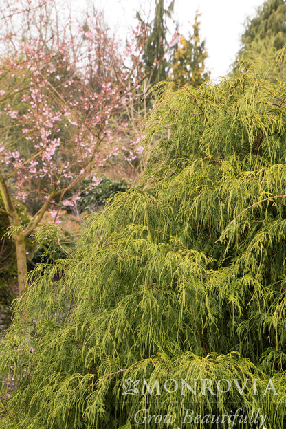 Chamaecyparis | Golden Charm False Cypress