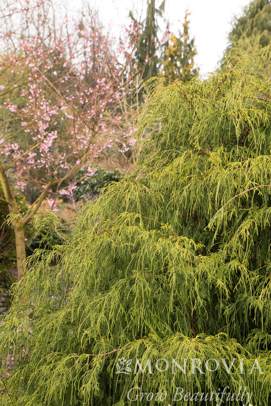 Chamaecyparis | Golden Charm False Cypress - 5 Gallon