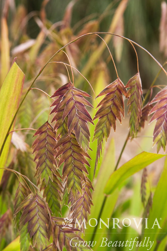 Chasmanthium | Northern Sea Oats - 3 Gallon