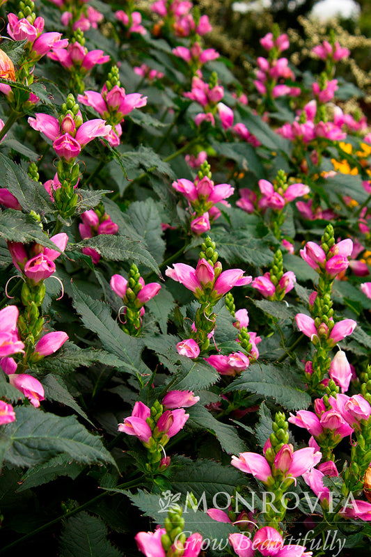 Chelone | Hot Lips Pink Turtlehead - 1 Gallon