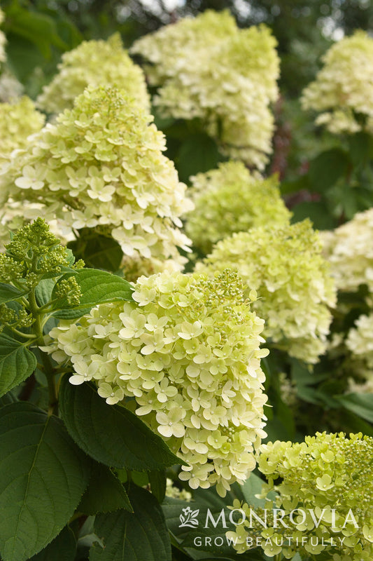Hydrangea | Limelight Panicle Hydrangea | Tree Form - 5 Gallon