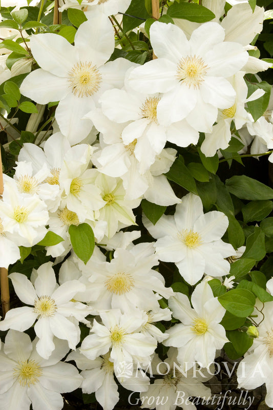 Clematis | Toki Clematis - 1 Gallon