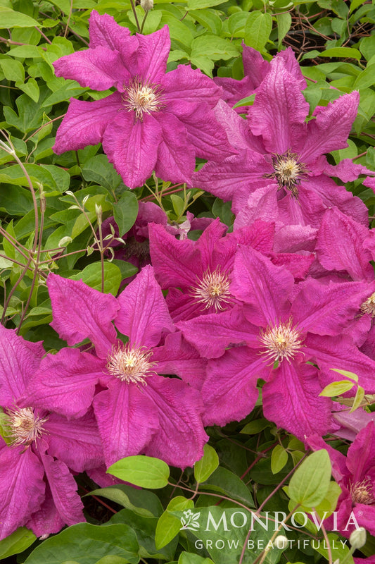 Clematis | Ernest Markham Clematis - 1 Gallon