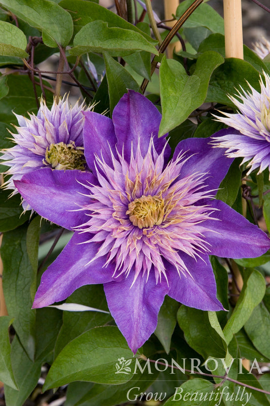 Clematis | Multi-Blue Clematis - 1 Gallon