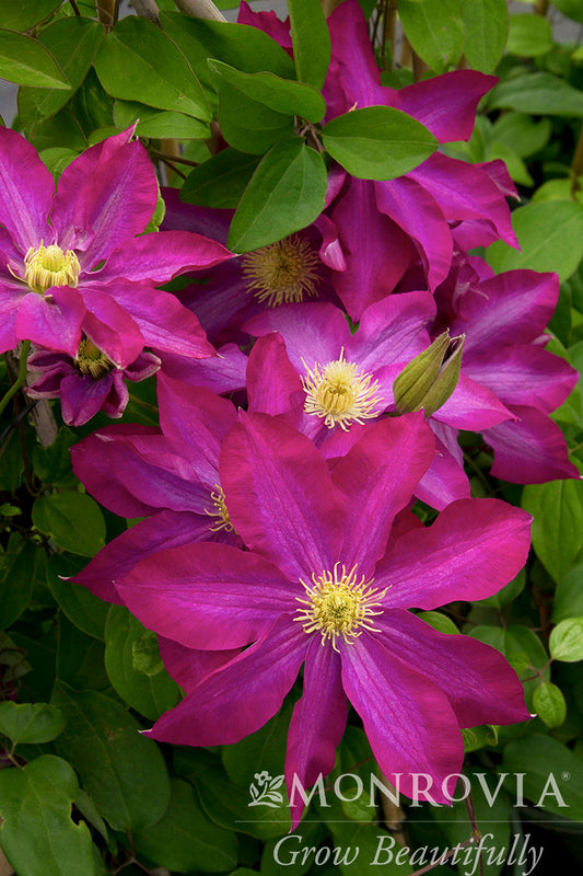Clematis | Pink Champagne Clematis - 1 Gallon