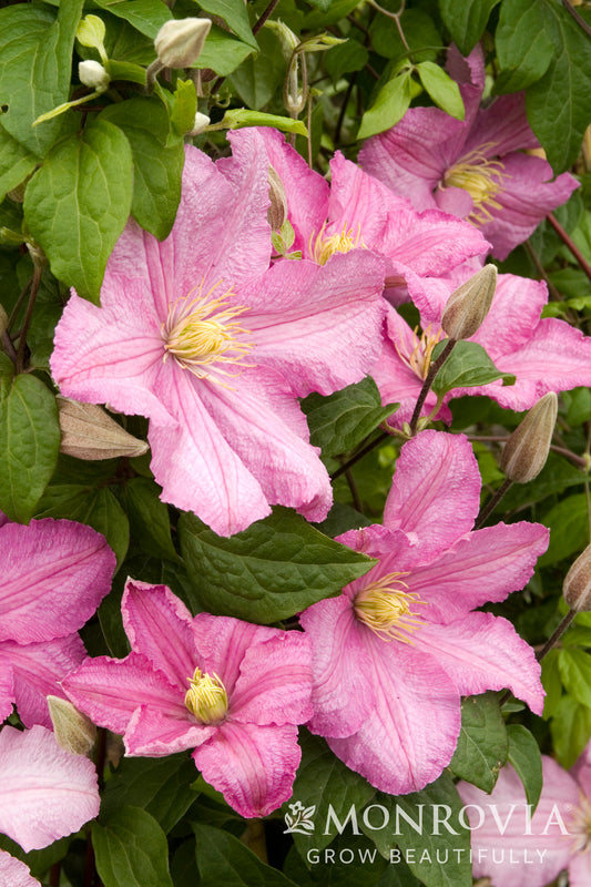 Clematis | Comtesse de Bouchaud Clematis