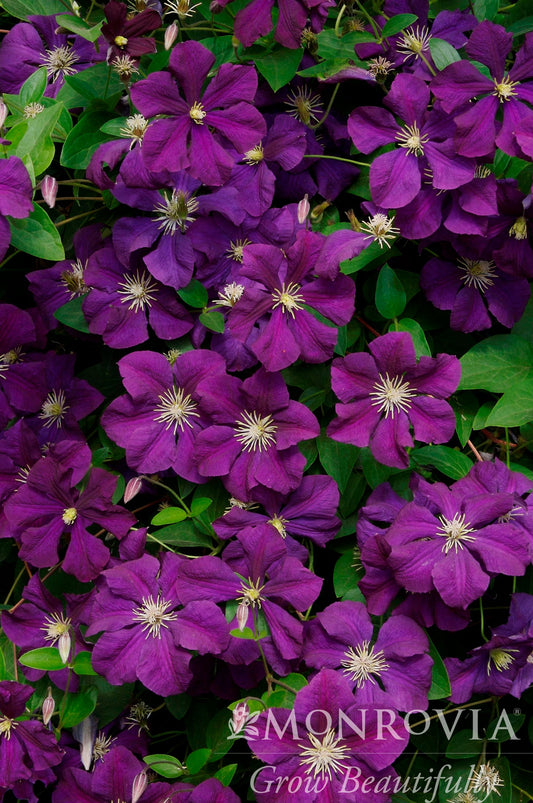 Clematis | Jackman's Clematis - 1 Gallon