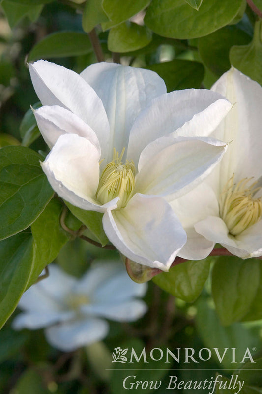 Clematis | Candida Clematis - 1 Gallon