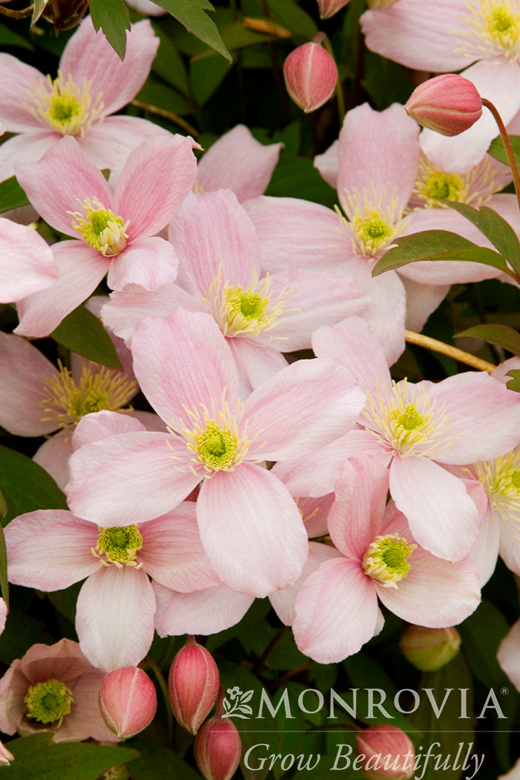 Clematis | Pink Anemone Clematis - 1 Gallon