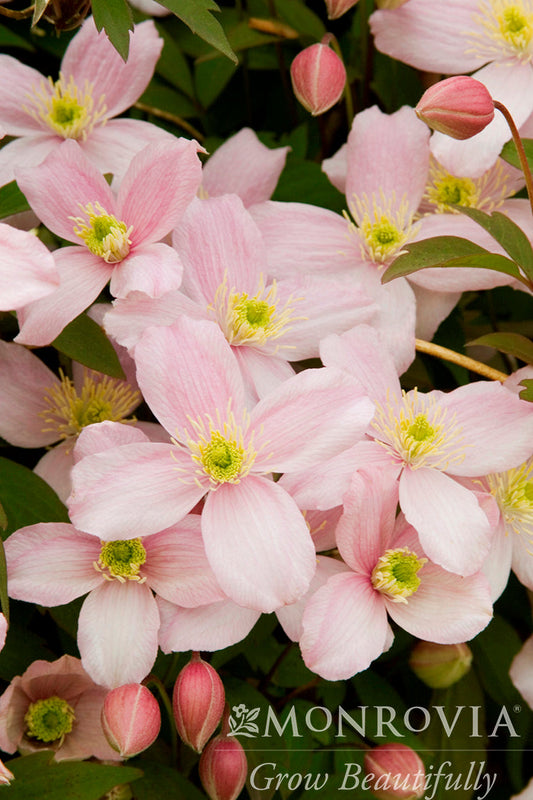 Clematis | Pink Anemone Clematis - 1 Gallon