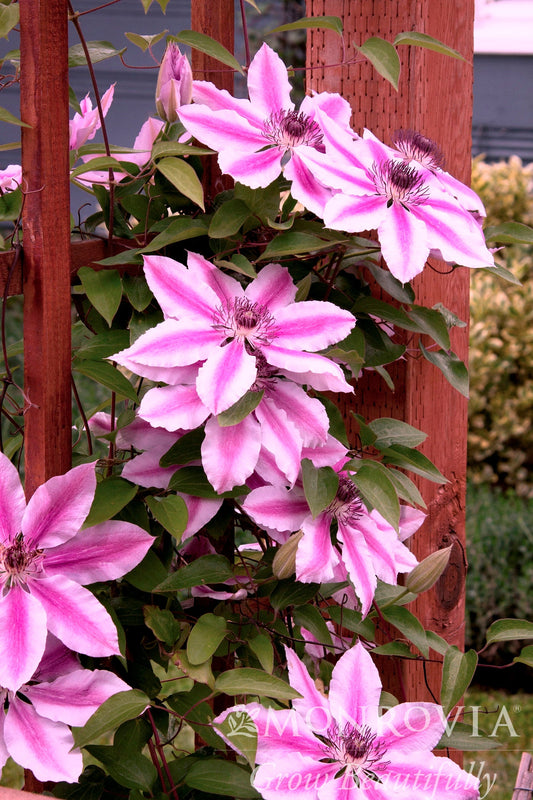 Clematis | Nelly Moser Clematis - 1 Gallon