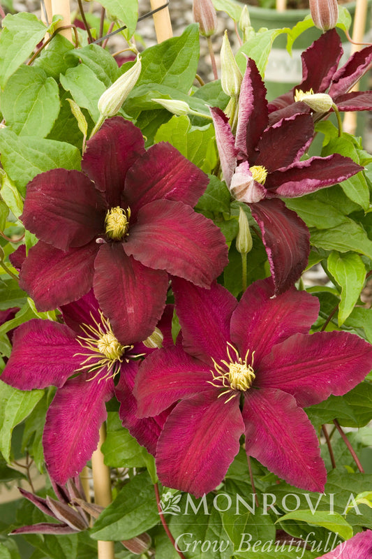 Clematis | Niobe Clematis - 1 Gallon