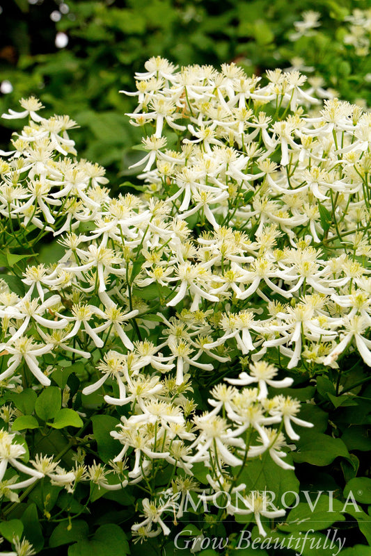 Clematis | Sweet Autumn Clematis - 1 Gallon