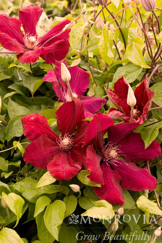 Clematis | Rouge Cardinal Clematis - 1 Gallon