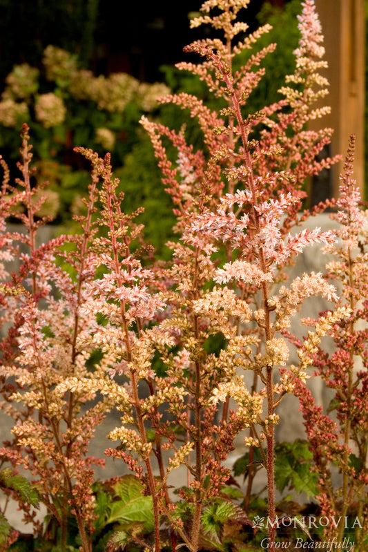 Astilbe | Color Flash Hybrid Astilbe - 1 Gallon