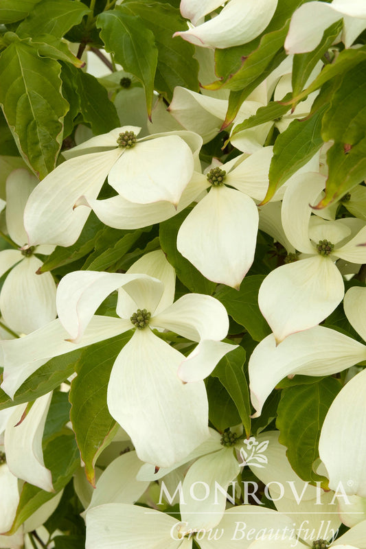 Cornus | Constellation Dogwood - 5 Gallon