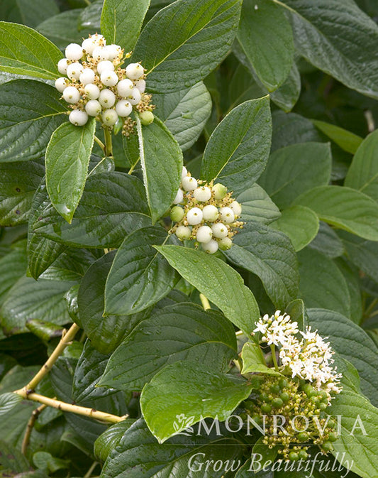 Cornus | Yellow Twig Dogwood