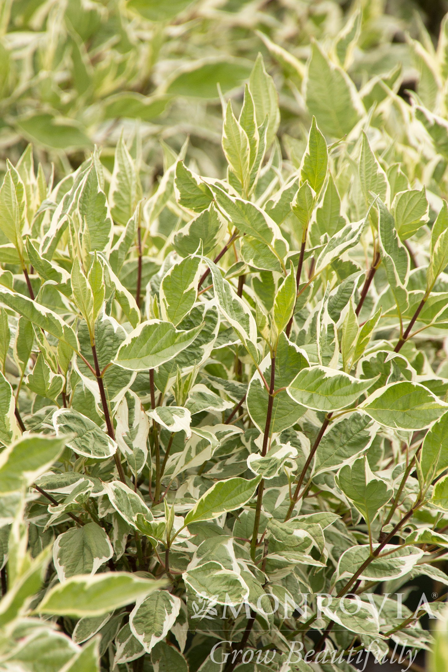 Cornus | Ivory Halo Dogwood