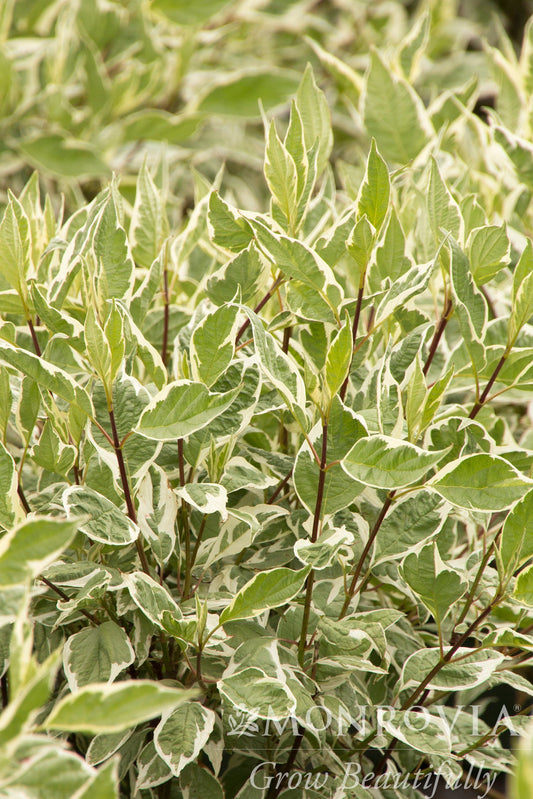 Cornus | Ivory Halo Dogwood - 2 Gallon