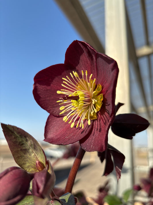 Helleborus | Ice N' Roses Lenten Rose | Night - 1 Gallon