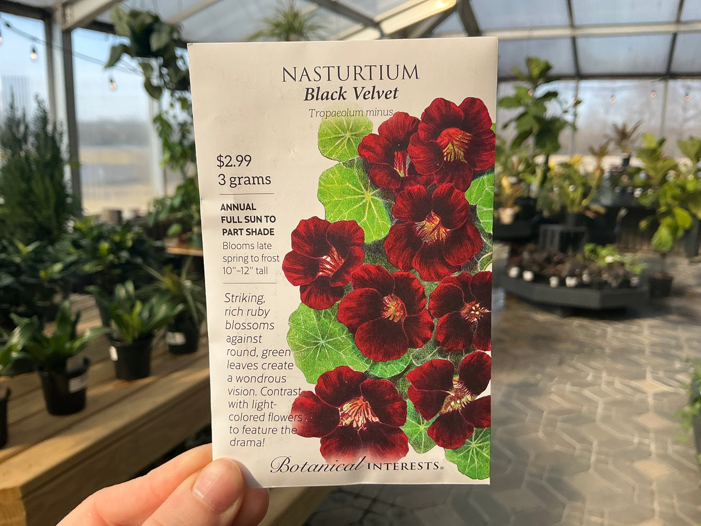 Tropaeolum | Nasturtium Seed