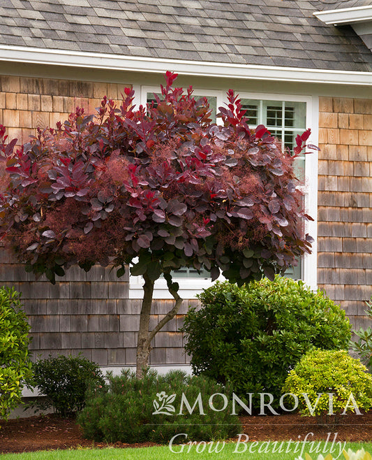 Cotinus | Royal Purple Smokebush - 5 Gallon