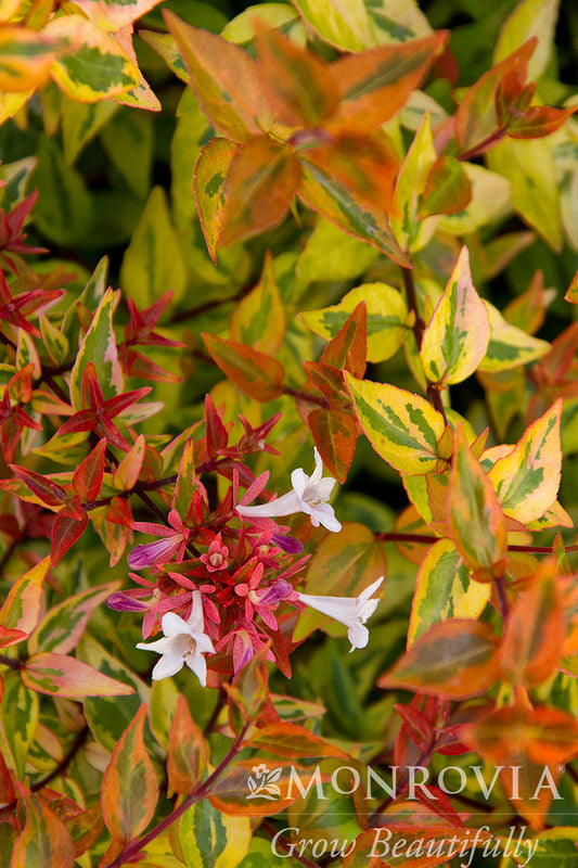 Abelia | Kaleidoscope Abelia - 3 Gallon