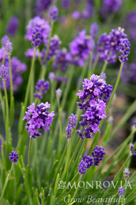 Lavandula | Thumbelina Leigh Lavender - 1 Gallon